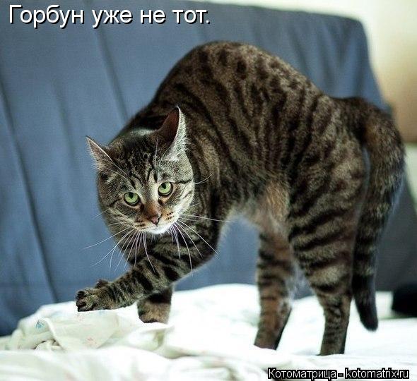 Горбун уже не тот.... Котоматрица: Горбун уже не тот.