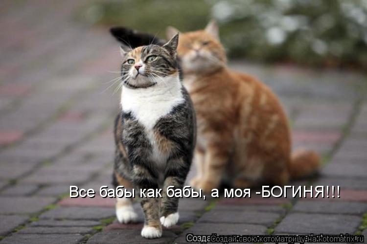Котоматрица: Все бабы как бабы, а моя -БОГИНЯ!!!