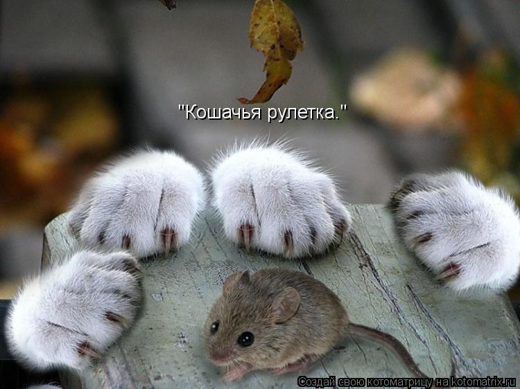 "Кошачья рулетка."... Котоматрица: "Кошачья рулетка."