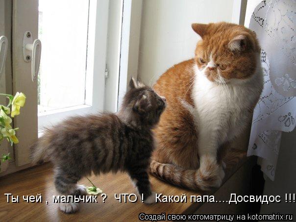 Ты чей , мальчик ? ЧТО ! Какой папа....Досвидос !!!... Котоматрица: Ты чей , мальчик ? ЧТО ! Какой папа....Досвидос !!!