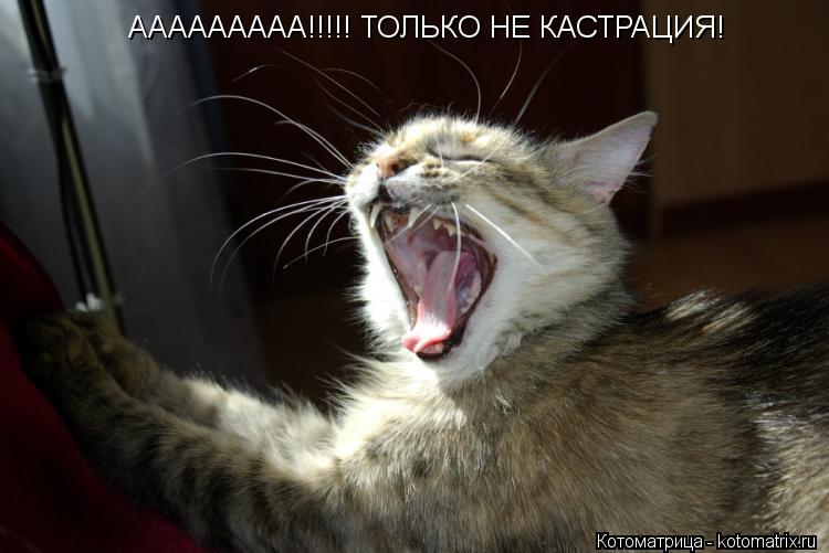 ААААААААА!!!!! ТОЛЬКО НЕ КАСТРАЦИЯ! ААААААААА!!!!! ТОЛЬКО НЕ КАСТРАЦИЯ!... Котоматрица: ААААААААА!!!!! ТОЛЬКО НЕ КАСТРАЦИЯ! ААААААААА!!!!! ТОЛЬКО НЕ КАСТРАЦИЯ!