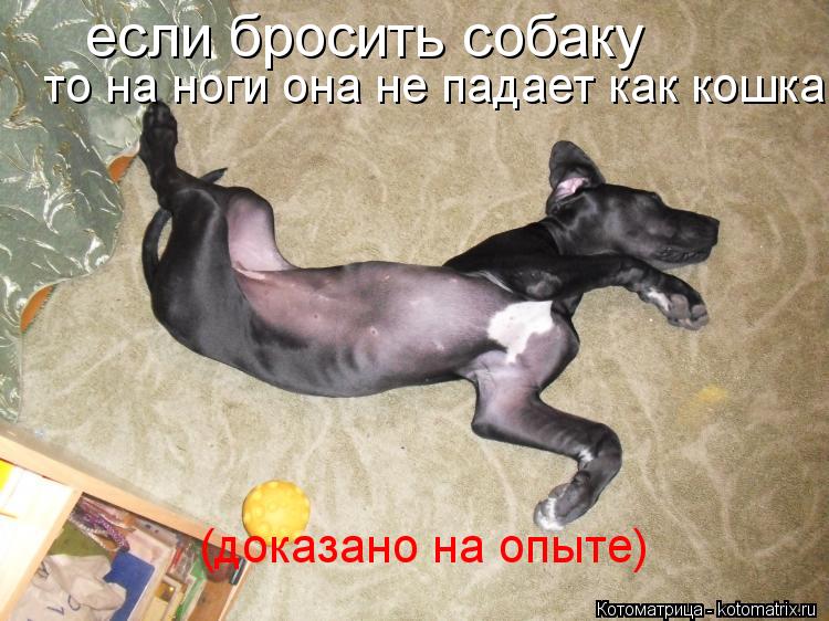 если бросить собаку то на ноги она не падает как кошка (доказано на опыте)... Котоматрица: если бросить собаку то на ноги она не падает как кошка (доказано на опыте)