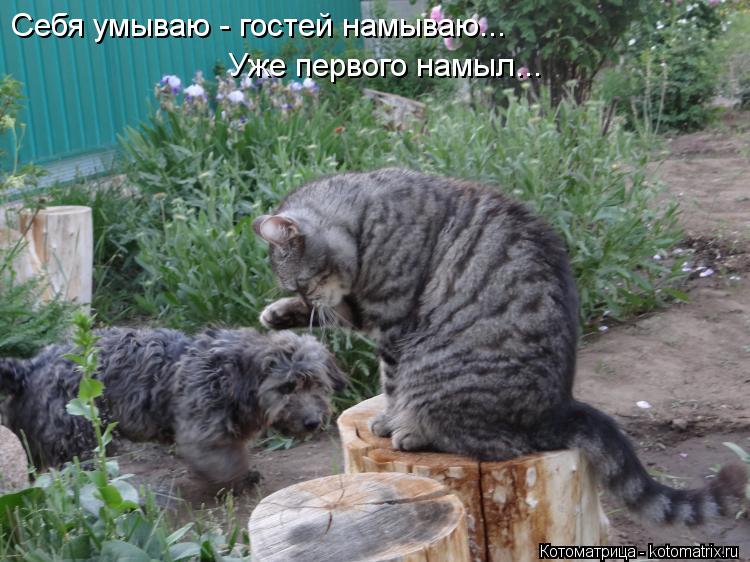 Себя умываю - гостей намываю... Уже первого намыл...... Котоматрица: Себя умываю - гостей намываю... Уже первого намыл...