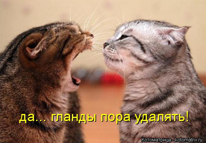 да... гланды пора удалять!... Котоматрица: да... гланды пора удалять!