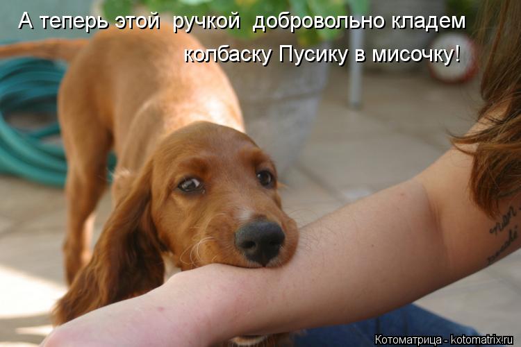 А теперь этой ручкой добровольно кладем колбаску Пусику в мисочку!... Котоматрица: А теперь этой ручкой добровольно кладем колбаску Пусику в мисочку!
