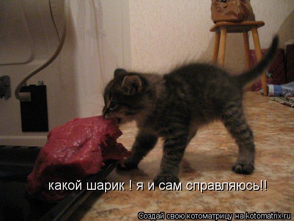 какой шарик ! я и сам справляюсь!!... Котоматрица: какой шарик ! я и сам справляюсь!!