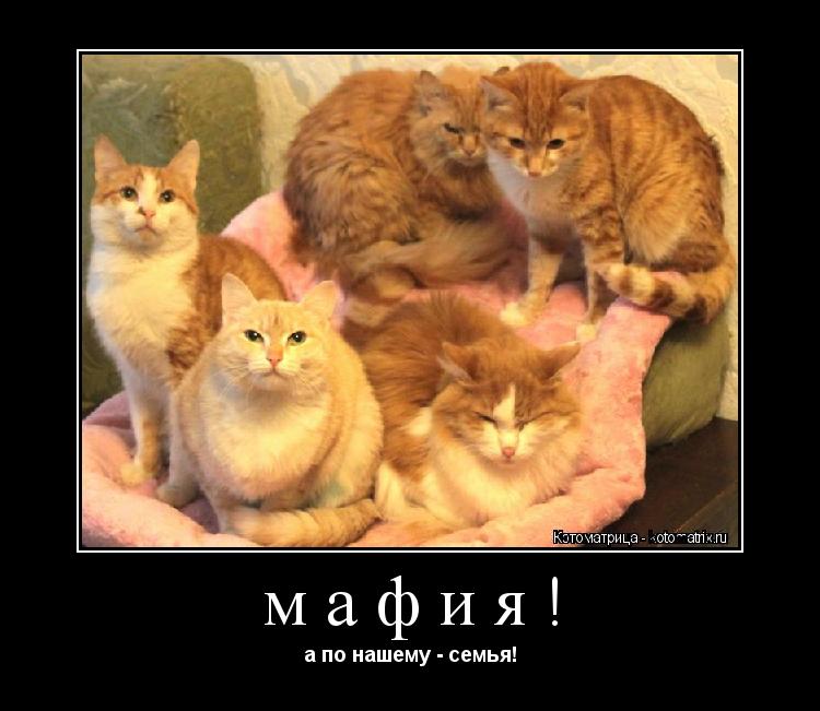 мафия! а по нашему - семья!... Котоматрица: мафия! а по нашему - семья!