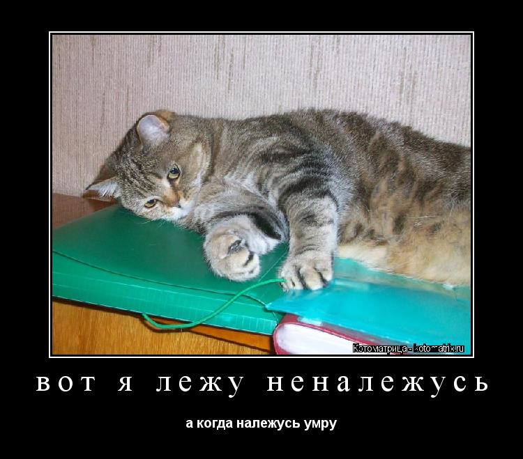 вот я лежу неналежусь а когда належусь умру... Котоматрица: вот я лежу неналежусь а когда належусь умру