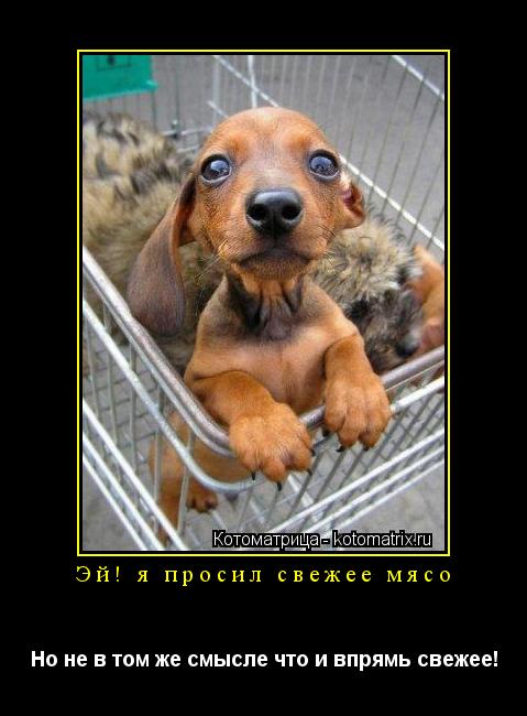 Эй! я просил свежее мясо Но не в том же смысле что и впрямь свежее!... Котоматрица: Эй! я просил свежее мясо Но не в том же смысле что и впрямь свежее!