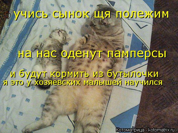 учись сынок щя полежим на нас оденут памперсы и будут кормить из бутылочки я это у хозяевских малышей... Котоматрица: учись сынок щя полежим на нас оденут памперсы и будут кормить из бутылочки я это у хозяевских малышей научился