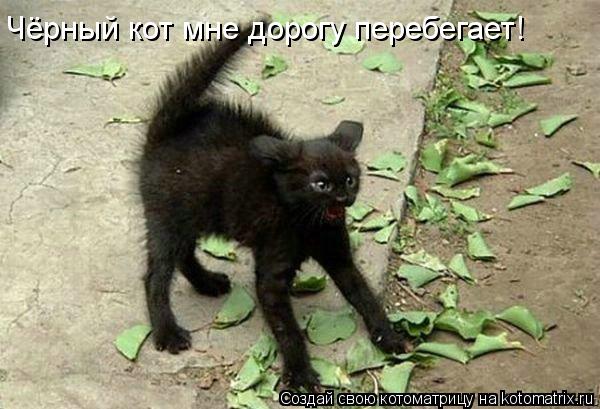 Чёрный кот мне дорогу перебегает!... Котоматрица: Чёрный кот мне дорогу перебегает!
