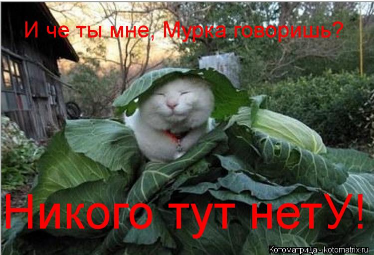 И че ты мне, Мурка говоришь? Никого тут нетУ!... Котоматрица: И че ты мне, Мурка говоришь? Никого тут нетУ!