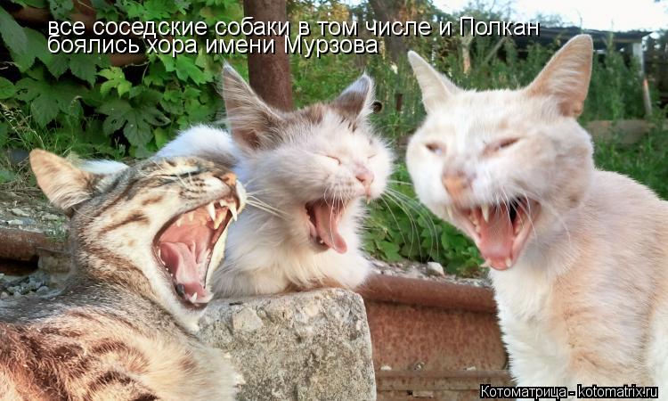 все соседские собаки в том числе и Полкан боялись хора имени Мурзова... Котоматрица: все соседские собаки в том числе и Полкан боялись хора имени Мурзова