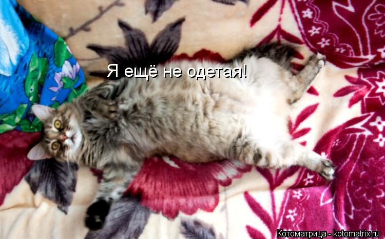 Я ещё не одетая!... Котоматрица: Я ещё не одетая!