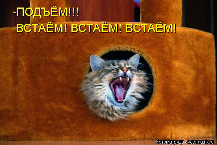 Котоматрица: -ПОДЪЁМ!!! -ВСТАЁМ! ВСТАЁМ! ВСТАЁМ!