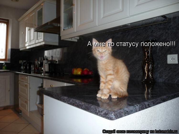 А мне по статусу положено!!!... Котоматрица: А мне по статусу положено!!!