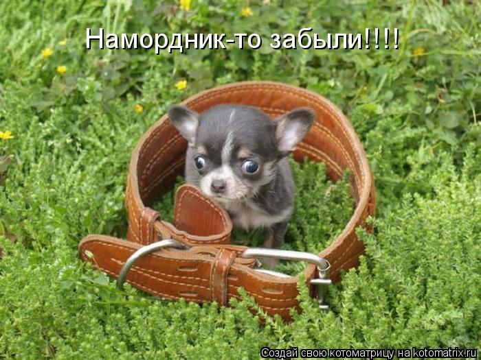 Намордник-то забыли!!!!... Котоматрица: Намордник-то забыли!!!!