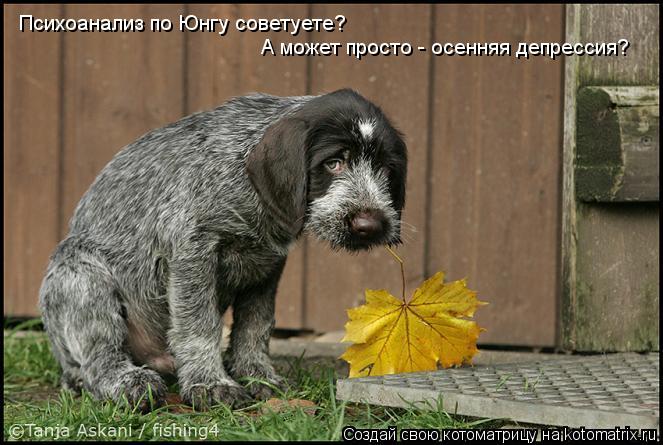 Психоанализ по Юнгу советуете? Психоанализ по Юнгу советуете? А может просто - осенняя депрессия? А м... Котоматрица: Психоанализ по Юнгу советуете? Психоанализ по Юнгу советуете? А может просто - осенняя депрессия? А может просто - осенняя депрессия?