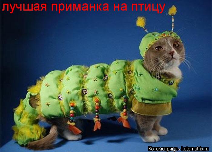 лучшая приманка на птицу... Котоматрица: лучшая приманка на птицу