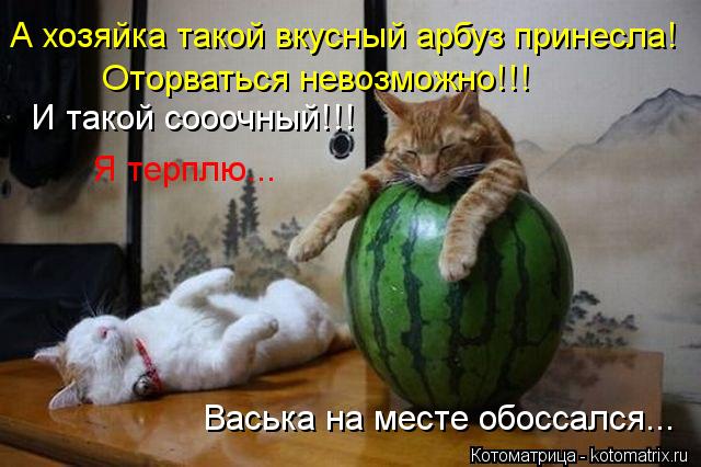 Котоматрица: А хозяйка такой вкусный арбуз принесла! Оторваться невозможно!!! Васька на месте обоссался... Я терплю... И такой сооочный!!!