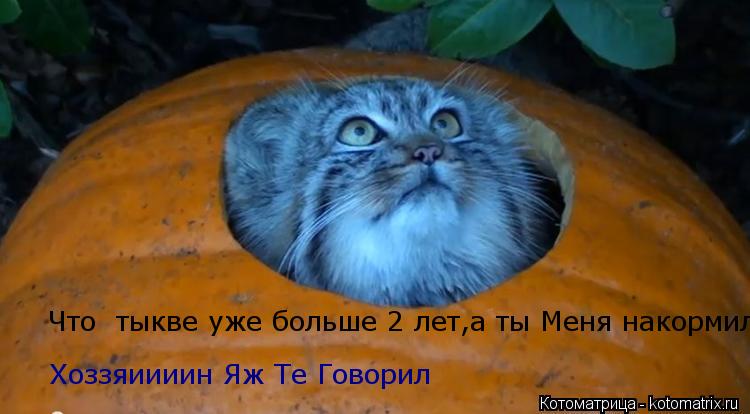 Хоззяиииин Яж Те Говорил Что тыкве уже больше 2 лет,а ты Меня накормил... Котоматрица: Хоззяиииин Яж Те Говорил Что тыкве уже больше 2 лет,а ты Меня накормил