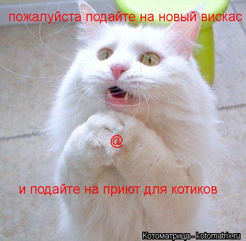 пожалуйста подайте на новый вискас и подайте на приют для котиков @... Котоматрица: пожалуйста подайте на новый вискас и подайте на приют для котиков @