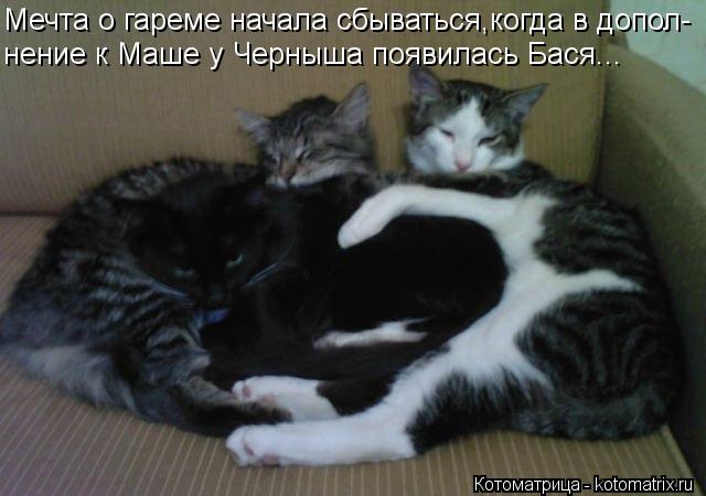Мечта о гареме начала сбываться,когда в допол- нение к Маше у Черныша появилась Бася...... Котоматрица: Мечта о гареме начала сбываться,когда в допол- нение к Маше у Черныша появилась Бася...