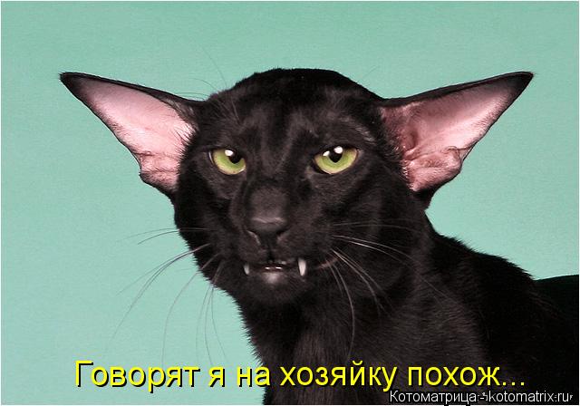 Говорят я на хозяйку похож...... Котоматрица: Говорят я на хозяйку похож...