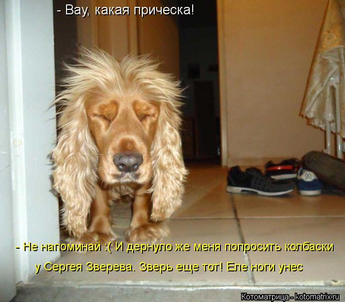 - Вау, какая прическа! у Сергея Зверева. Зверь еще тот! Еле ноги унес - Не напоминай :( И дернуло же ... Котоматрица: - Вау, какая прическа! у Сергея Зверева. Зверь еще тот! Еле ноги унес - Не напоминай :( И дернуло же меня попросить колбаски