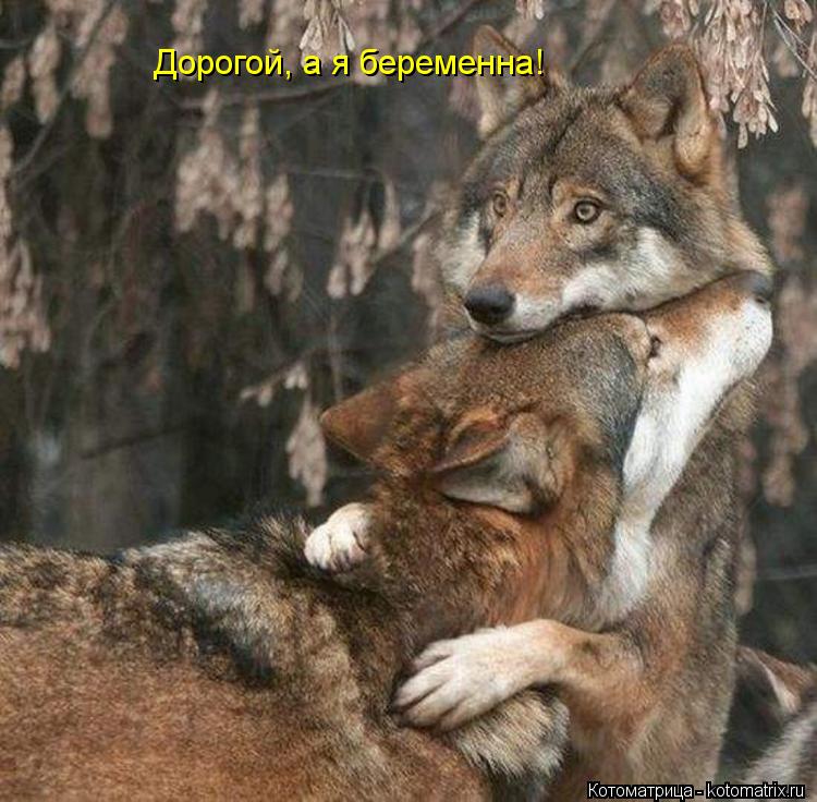 Дорогой, а я беременна!... Котоматрица: Дорогой, а я беременна!