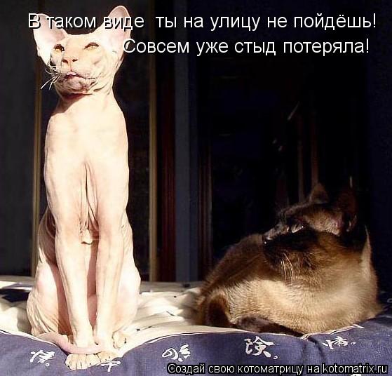 В таком виде ты на улицу не пойдёшь! Совсем уже стыд потеряла!... Котоматрица: В таком виде ты на улицу не пойдёшь! Совсем уже стыд потеряла!