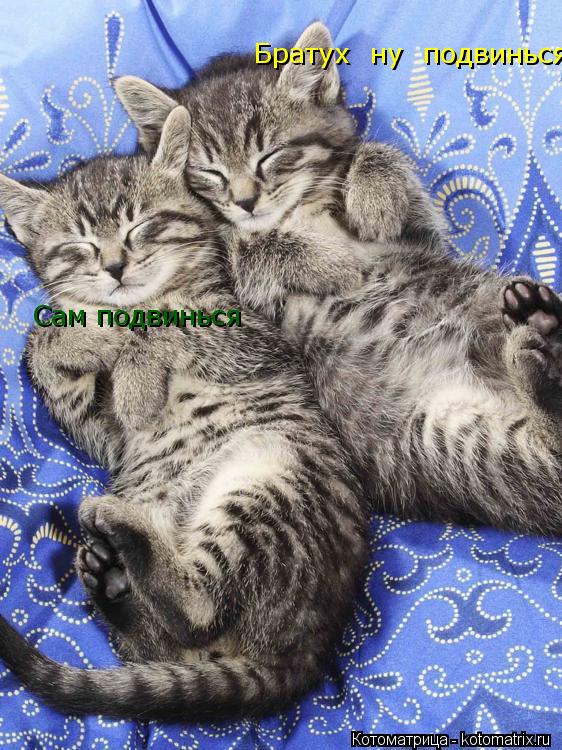 Братух ну подвинься Сам подвинься... Котоматрица: Братух ну подвинься Сам подвинься
