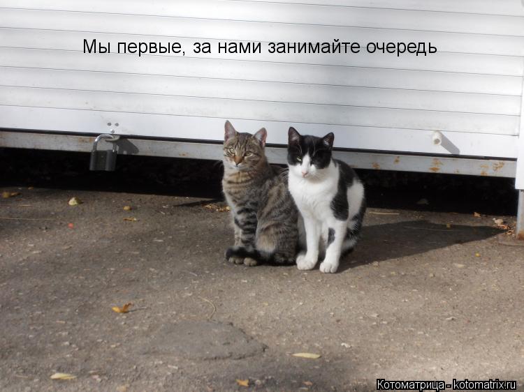 Мы первые, за нами занимайте очередь... Котоматрица: Мы первые, за нами занимайте очередь