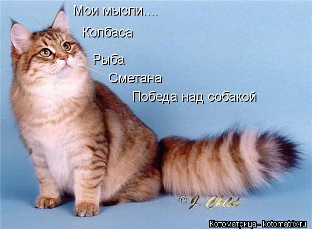 Мои мысли.... Колбаса Рыба Сметана Победа над собакой... Котоматрица: Мои мысли.... Колбаса Рыба Сметана Победа над собакой