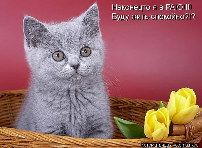 Наконецто я в РАЮ!!!! Буду жить спокойно?!?... Котоматрица: Наконецто я в РАЮ!!!! Буду жить спокойно?!?