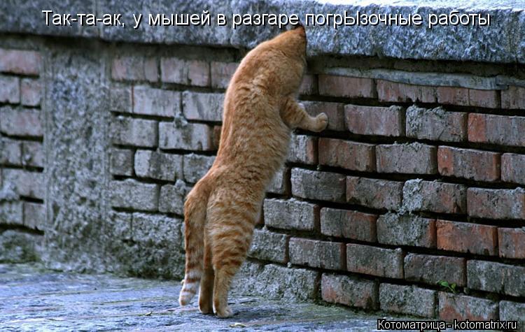 Так-та-ак, у мышей в разгаре погрЫзочные работы... Котоматрица: Так-та-ак, у мышей в разгаре погрЫзочные работы