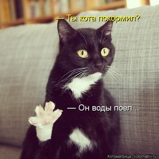 Котоматрица: — Ты кота покормил? — Он воды поел...