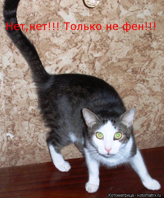 Нет,нет!!! Только не фен!!!... Котоматрица: Нет,нет!!! Только не фен!!!