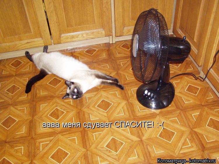 аааа меня сдувает СПАСИТЕ! :-(... Котоматрица: аааа меня сдувает СПАСИТЕ! :-(