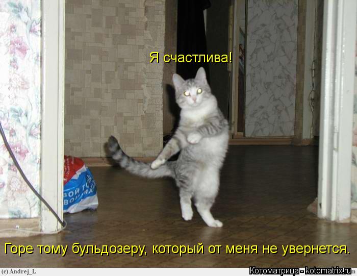 Котоматрица: Горе тому бульдозеру, который от меня не увернется. Я счастлива!