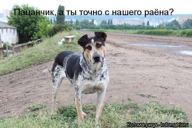 Пацанчик, а ты точно с нашего раёна?... Котоматрица: Пацанчик, а ты точно с нашего раёна?