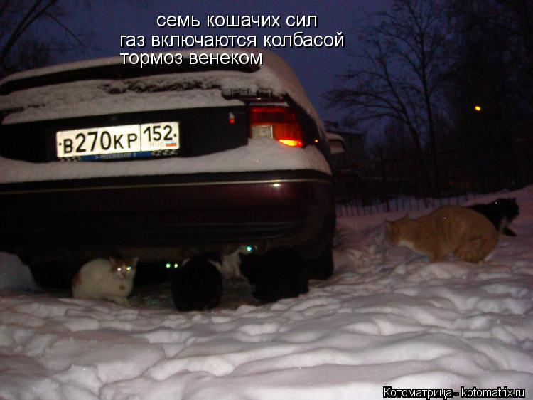 семь кошачих сил газ включаются колбасой тормоз венеком... Котоматрица: семь кошачих сил газ включаются колбасой тормоз венеком