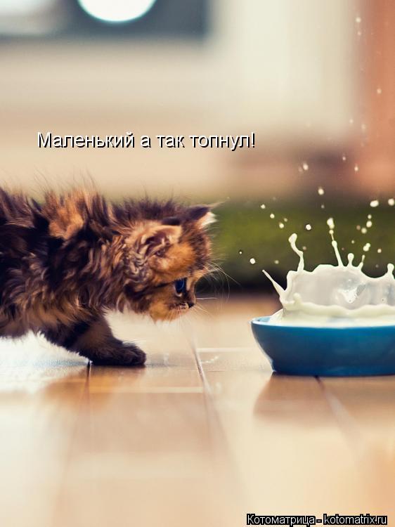 Маленький а так топнул!... Котоматрица: Маленький а так топнул!