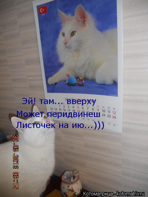 Эй! там... вверху Может перидвинеш Листочек на ию...)))... Котоматрица: Эй! там... вверху Может перидвинеш Листочек на ию...)))