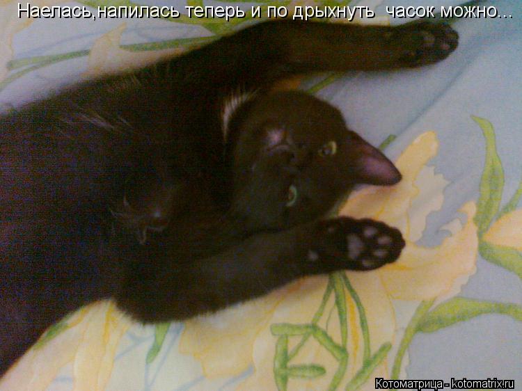 Наелась,напилась теперь и по дрыхнуть часок можно...... Котоматрица: Наелась,напилась теперь и по дрыхнуть часок можно...