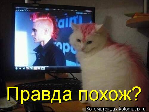 Правда похож?... Котоматрица: Правда похож?