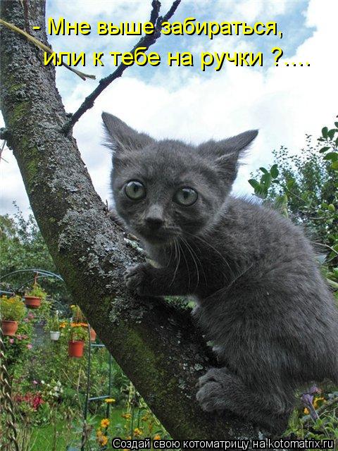 - Мне выше забираться, или к тебе на ручки ?....... Котоматрица: - Мне выше забираться, или к тебе на ручки ?....