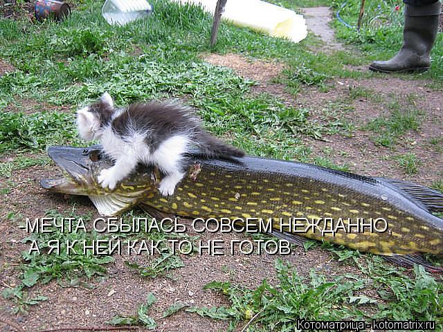-МЕЧТА СБЫЛАСЬ СОВСЕМ НЕЖДАННО, А Я К НЕЙ КАК-ТО НЕ ГОТОВ...... Котоматрица: -МЕЧТА СБЫЛАСЬ СОВСЕМ НЕЖДАННО, А Я К НЕЙ КАК-ТО НЕ ГОТОВ...