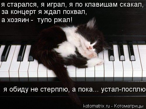 за концерт я ждал похвал, а хозяин - тупо ржал! я обиду не стерплю, а пока... устал-посплю я старал... Котоматрица: за концерт я ждал похвал, а хозяин - тупо ржал! я обиду не стерплю, а пока... устал-посплю я старался, я играл, я по клавишам скакал,