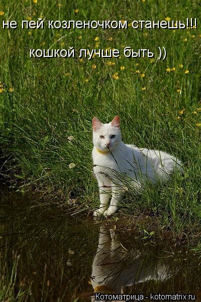 не пей козленочком станешь!!! кошкой лучше быть )) кошкой лучше быть ))... Котоматрица: не пей козленочком станешь!!! кошкой лучше быть )) кошкой лучше быть ))
